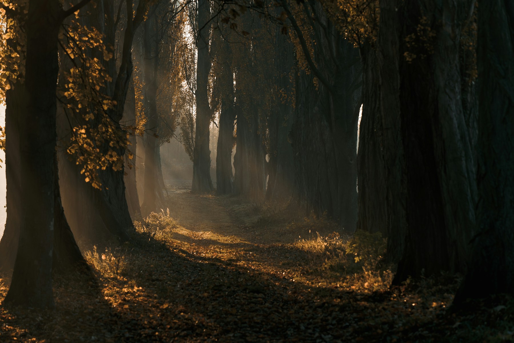 Un sentiero tra gli alberi attraversato dalla luce